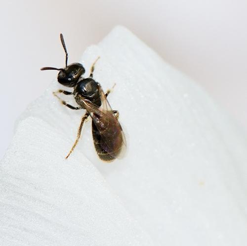 Lasioglossum sp.